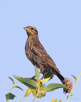 Red-winged Blackbird