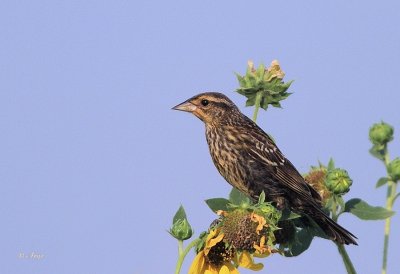 Red-winged Blackbird