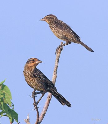 Red-winged Blackbird