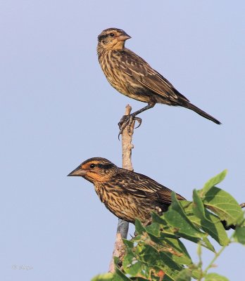 Red-winged Blackbird