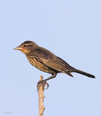 Red-winged Blackbird