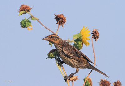 Red-winged Blackbird