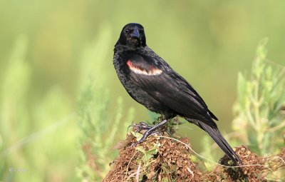 Red-winged Blackbird