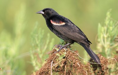 Red-winged Blackbird