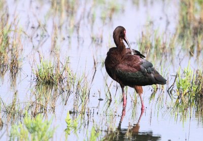 White-faced Ibis