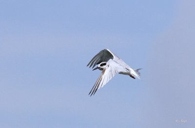 Least Tern