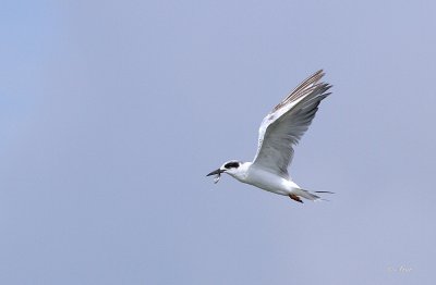 Least Tern