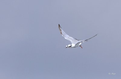 Least Tern