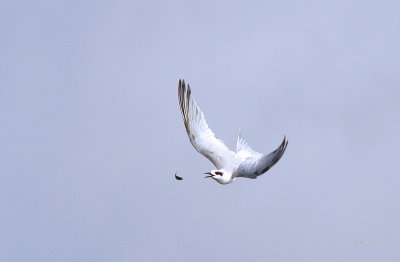 Least Tern 4.JPG