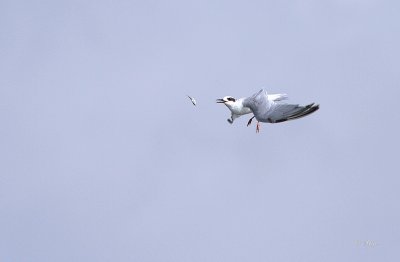 Least Tern