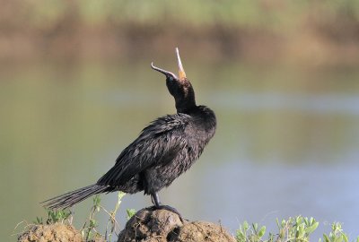 Neotropic Cormorant