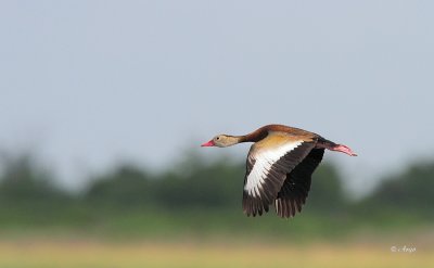 Black-bellied Whistling Duck