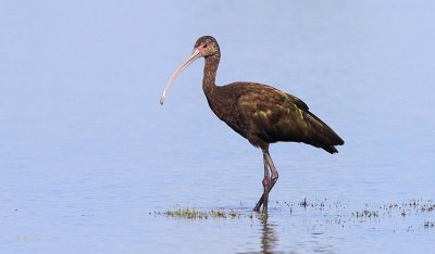 White-faced Ibis