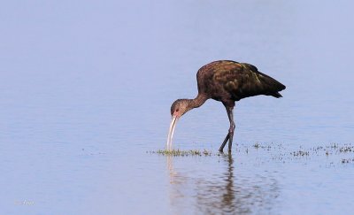White-faced Ibis