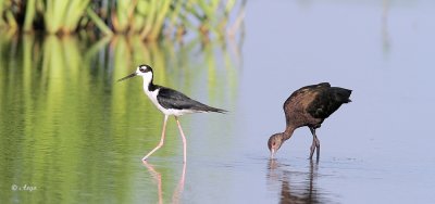 White-faced Ibis