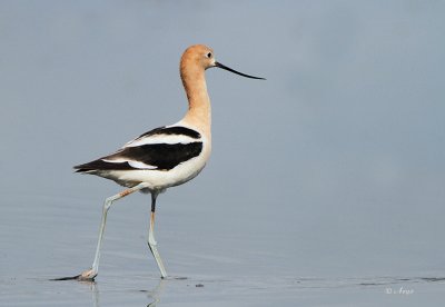 American Avocet