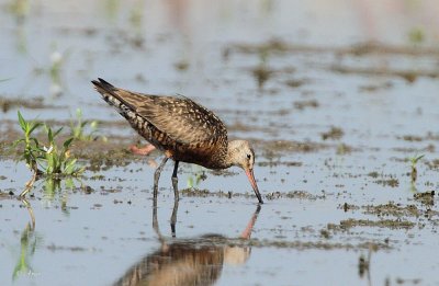 Hudsonian Godwit