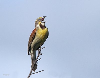 Dickcissel 