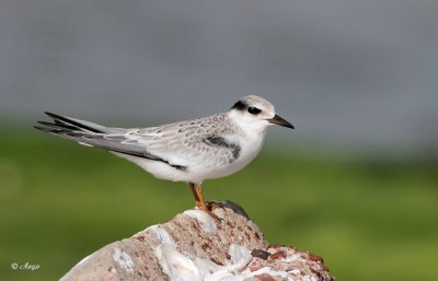 Least Tern