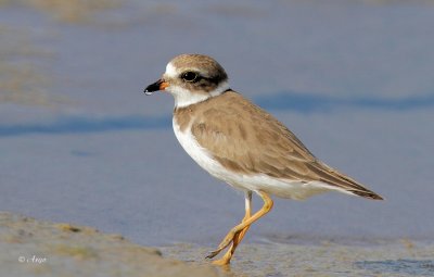 Semi-palmated Plover