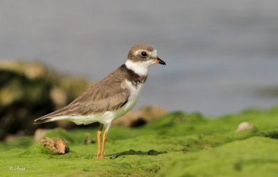 Semi-palmated Plover