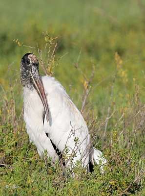 Wood Stork 