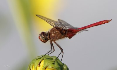 Needham's Skimmer