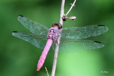 Roseate Skimmer