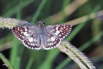 Checkerd Skipper