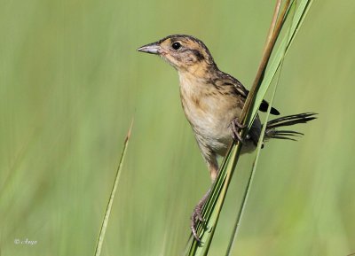 Seaside Sparrow