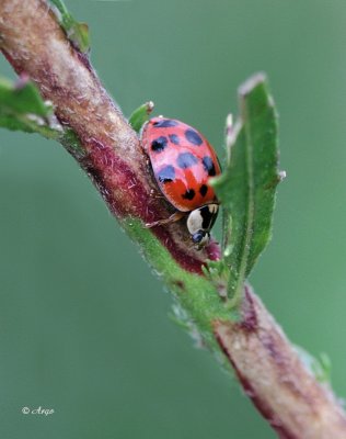 Lady Bug