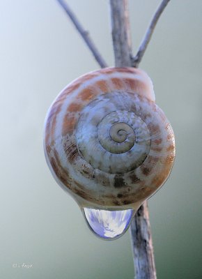 Garden Snail