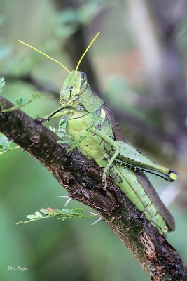 Grasshoppers, Katydids, and Crickets