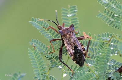 Giant Agave  Bug