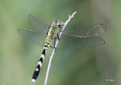 Eastern Pondhawk 