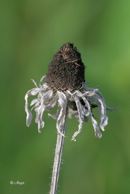 Cone Flower