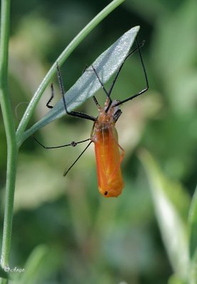 Milkweed Bug