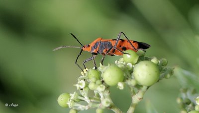 Milkweed Bug 