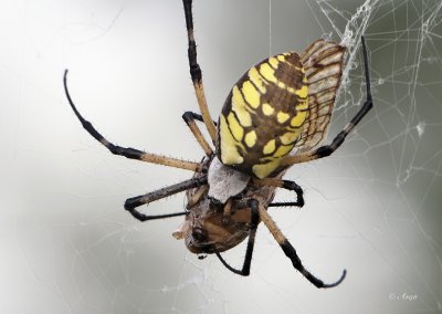 Golden Orb Spider