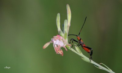 Leaf-footed Bug Nymph 