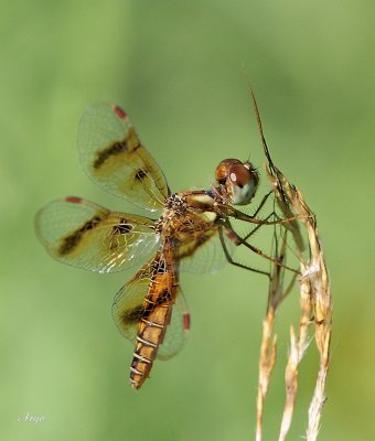 Amberwing