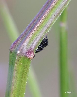 Jumping Spider