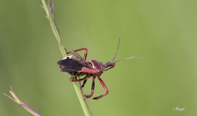 Unknown Bug