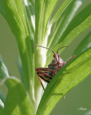 Unknown Bug 