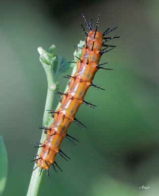 Gulf Fritillary Caterpillar 