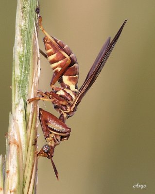 Mantis Fly