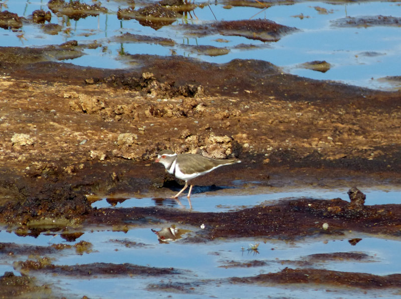 Three-banded Plover