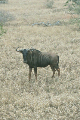 Black Wildebeest