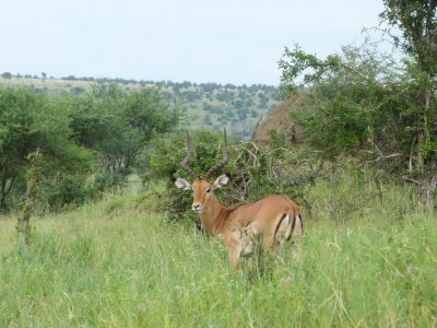 Impala - Male