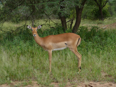 Impala - female